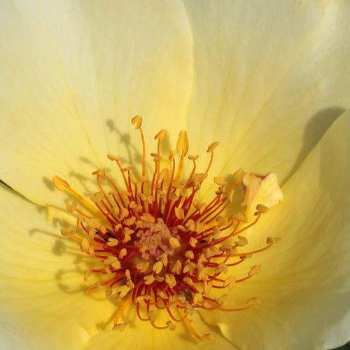 E-kwiaty - Żółty  - dzikie róże - róża z dyskretnym zapachem - Rosa  Golden Wings - Roy E. Shepherd - Jest różą o pokaźnym wzroście, posiada silne ukolcowanie i jest gatunkiem krzewowym.